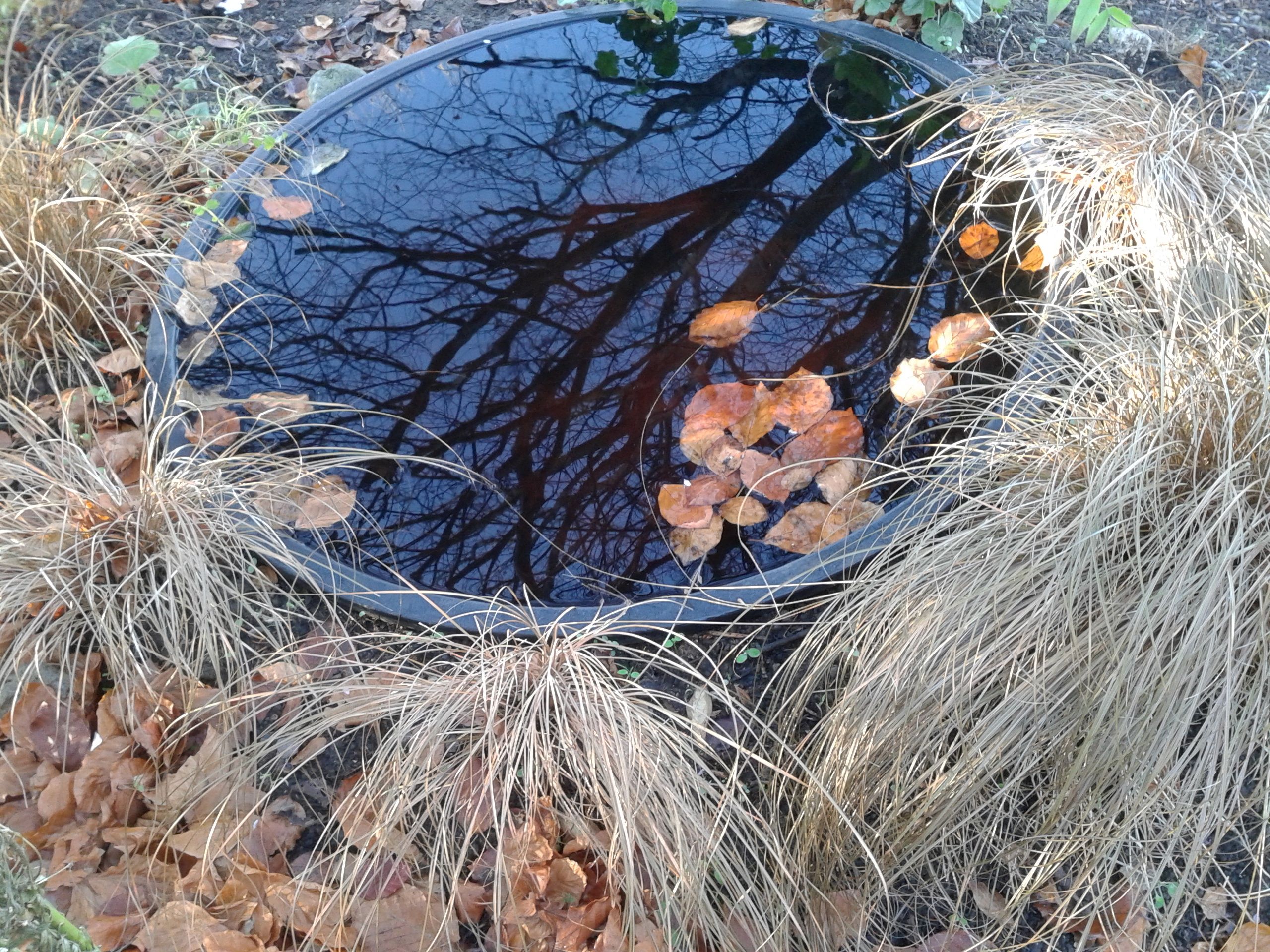 Reflective Pond Dalkey garden School Dublin