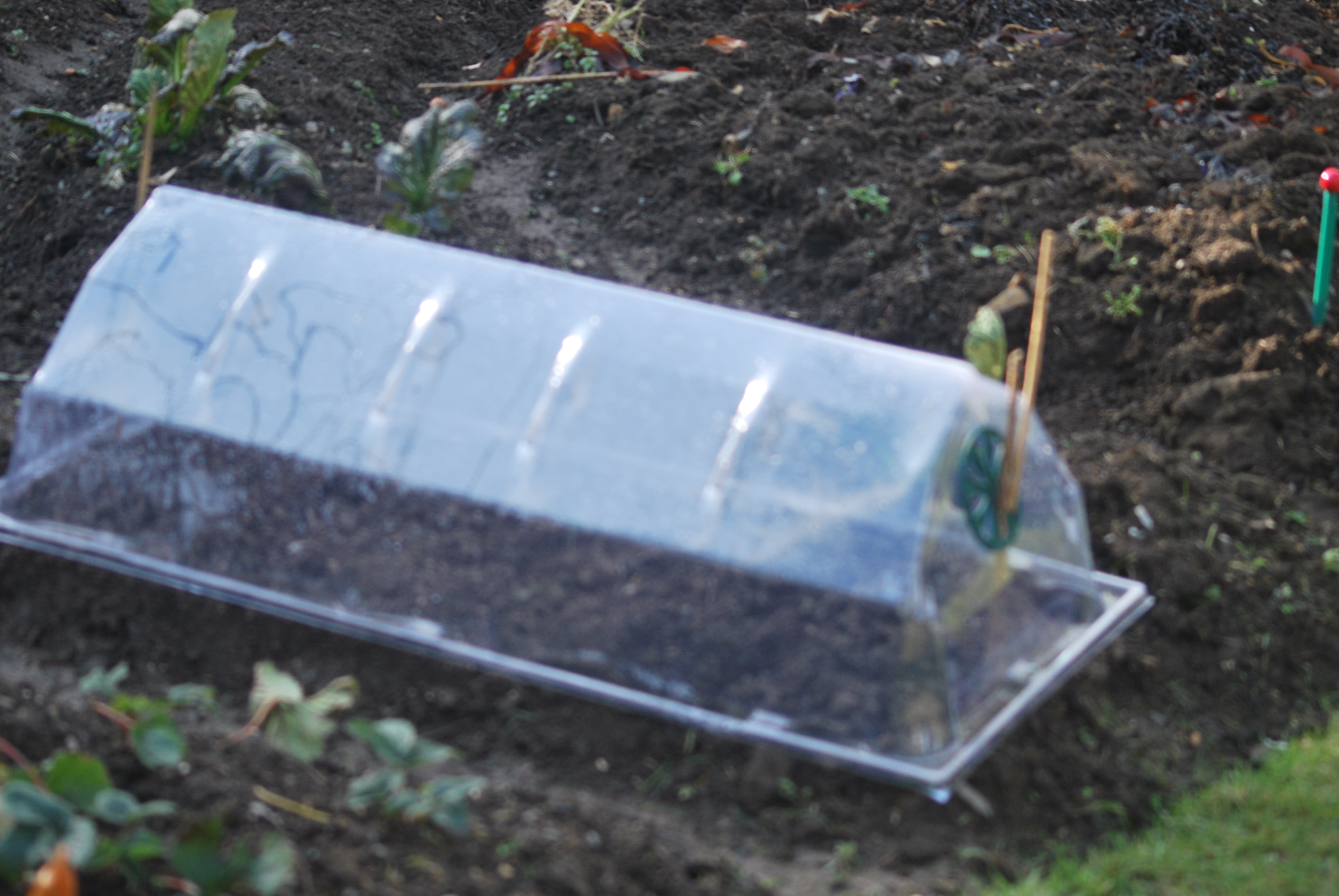 seed propagation
