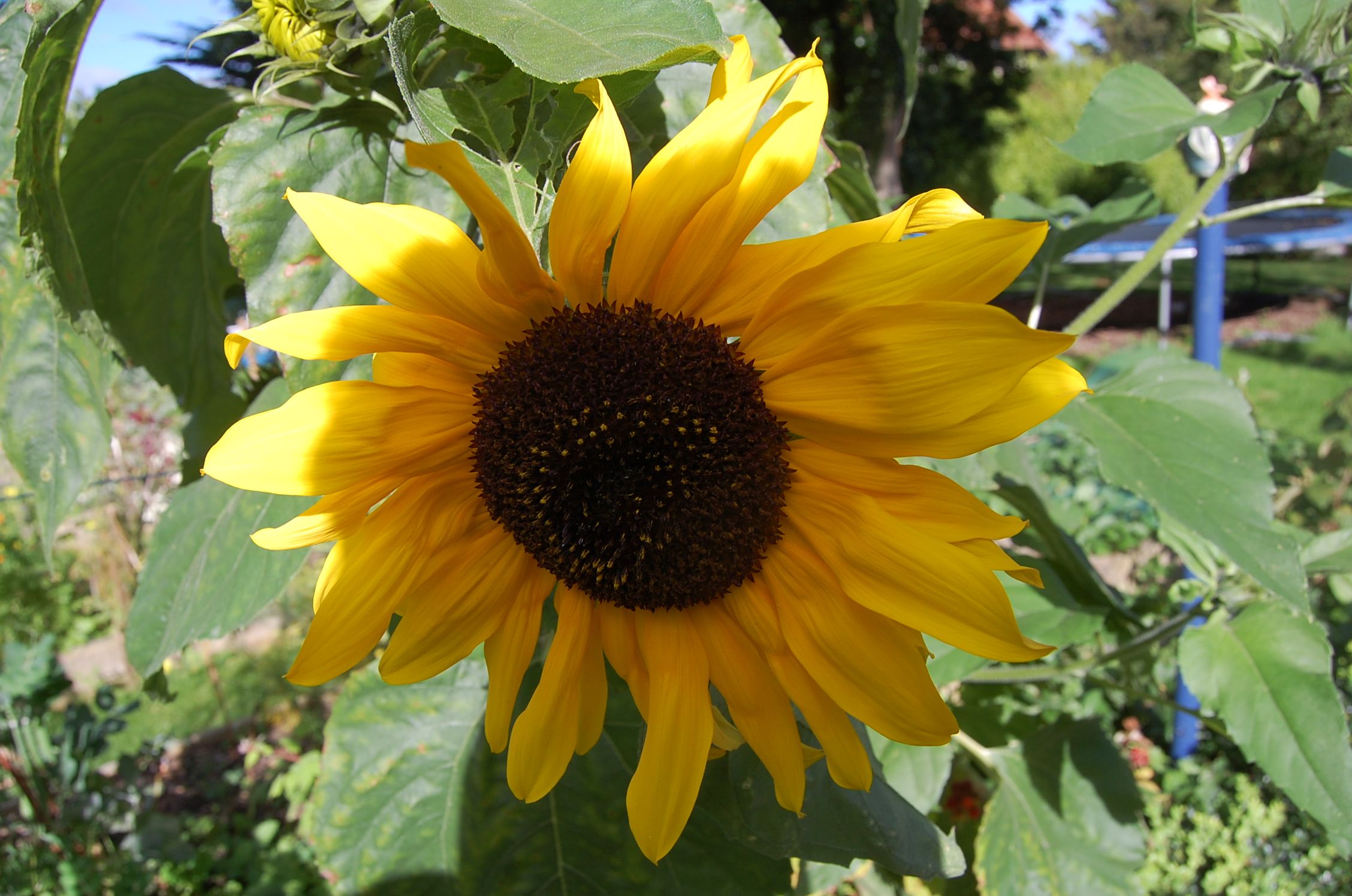 Sun Flower Dalkey garden School Dublin