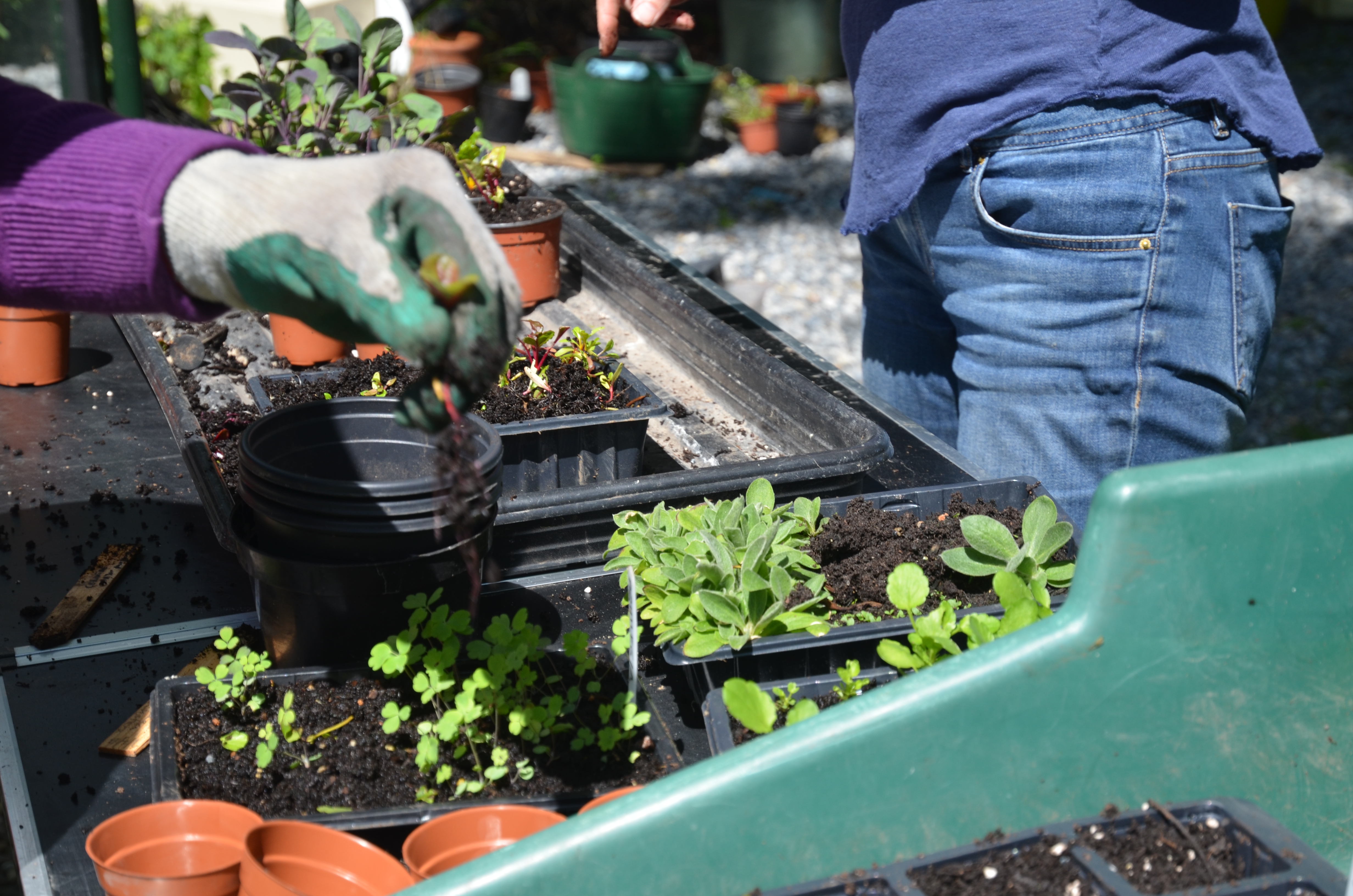 "Potting On" at Dalkey Garden School,Dalkey