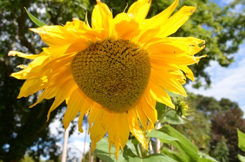Dalkey-Garden-School-Gardening-Classes-Sunflower