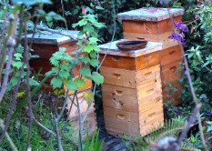 Bee Hives San Francisco