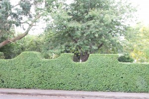 Dalkey-Garden-School-Hedge