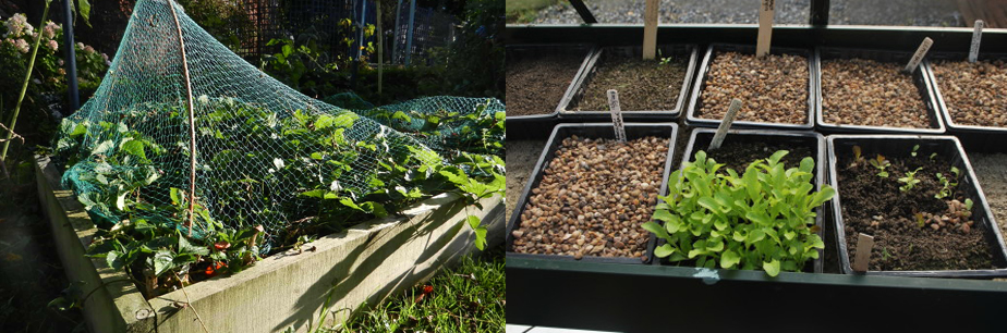 Dalkey-Garden-School-Gardening