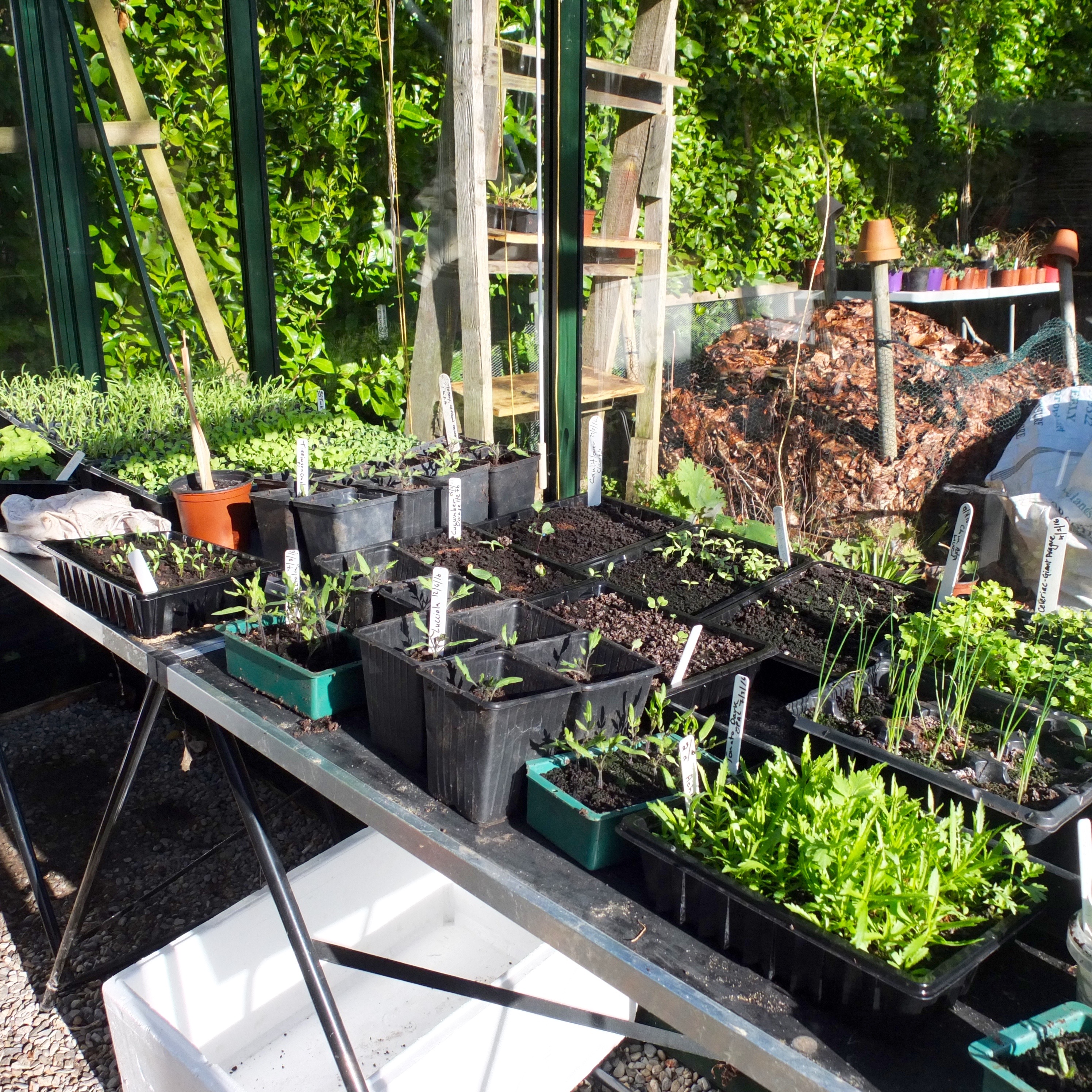 Seeds-in-Spring-2016-.jpg