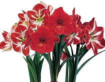 Amaryllis also known as Hippeastrum