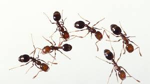 Ants in the Garden