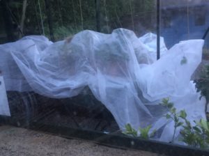 Fleece covering pelargoniums