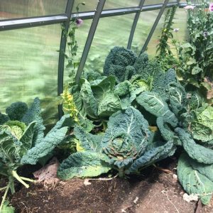 cabbage